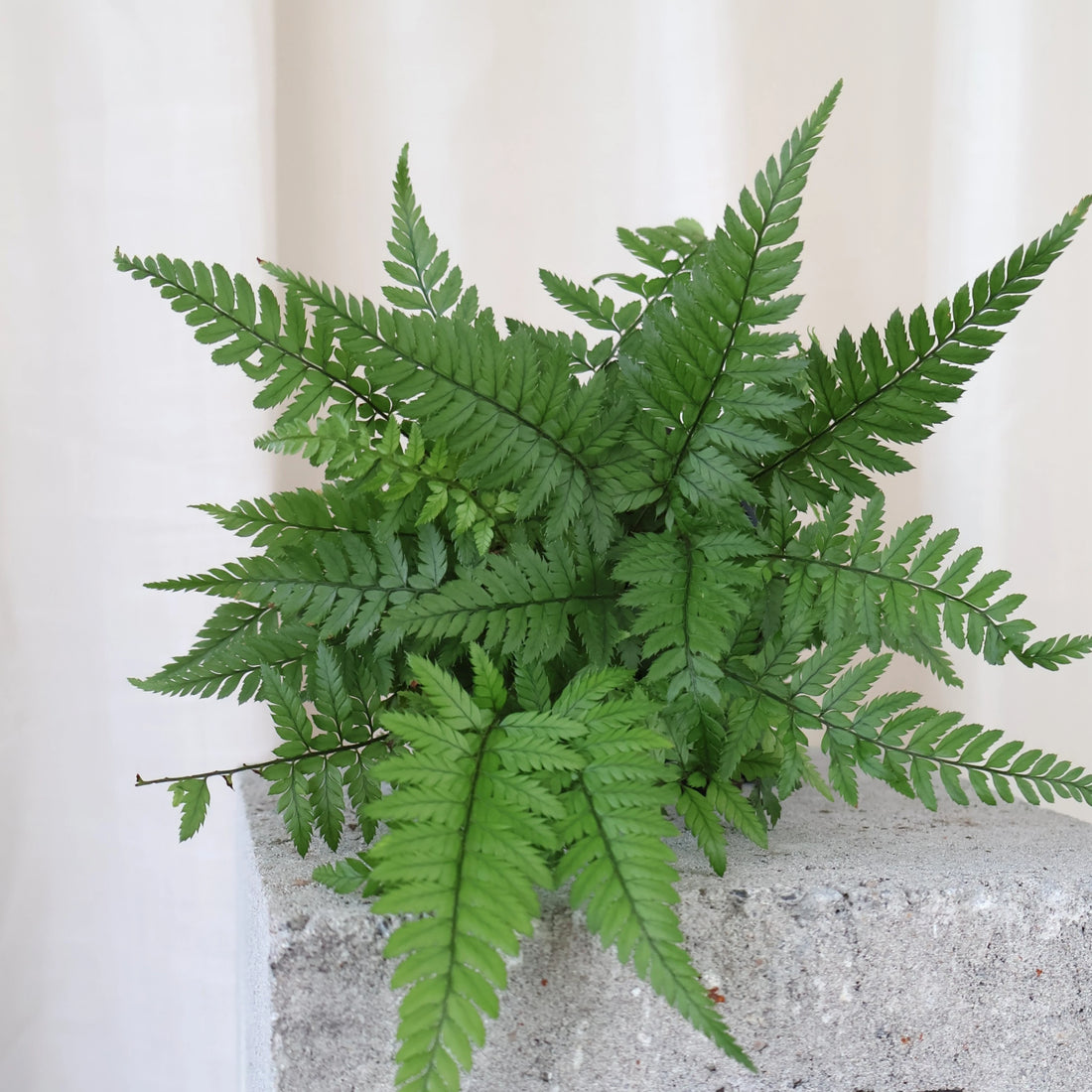 Polystichum Tsussimense Korean Rock Fern 100mm