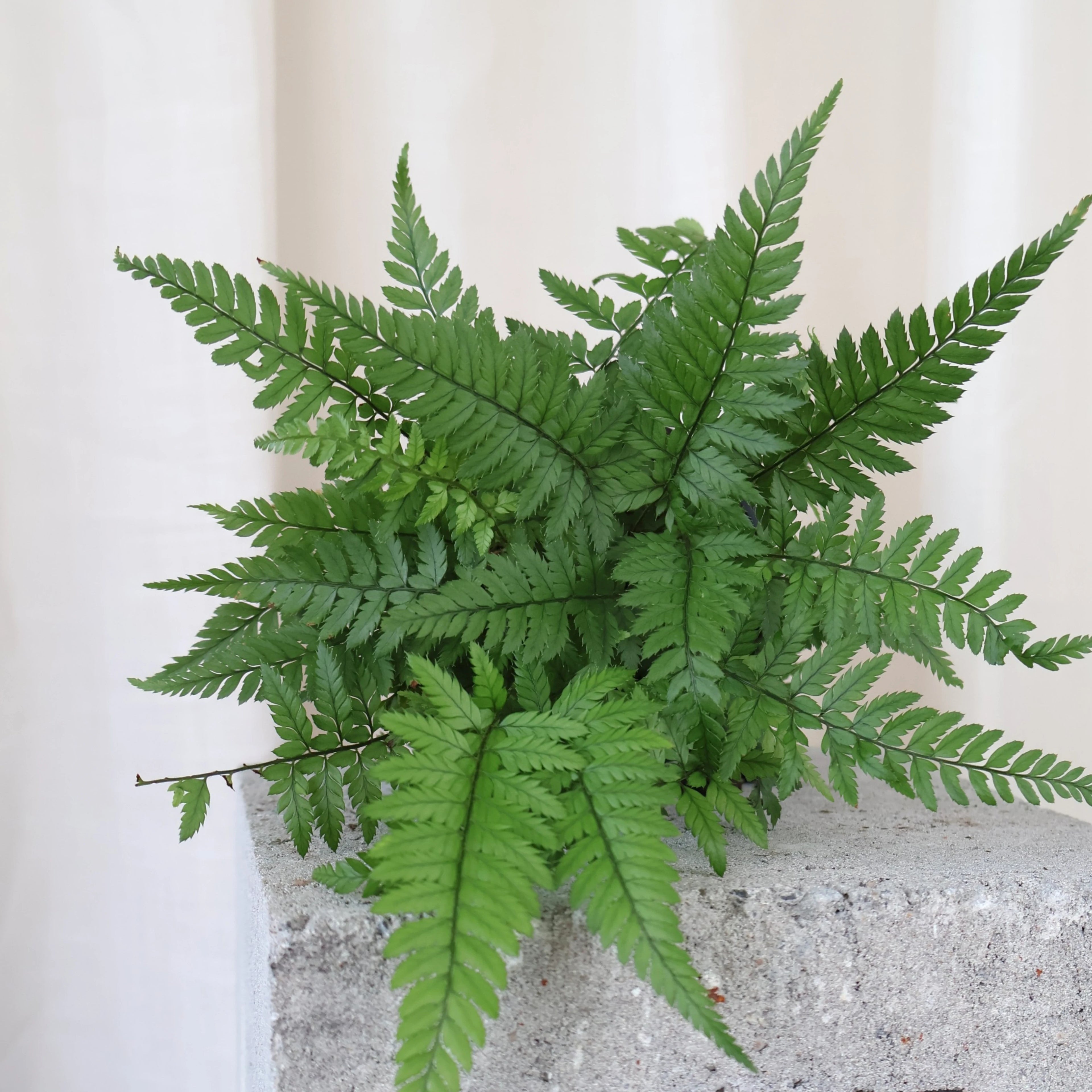 Polystichum Tsussimense Korean Rock Fern 100mm