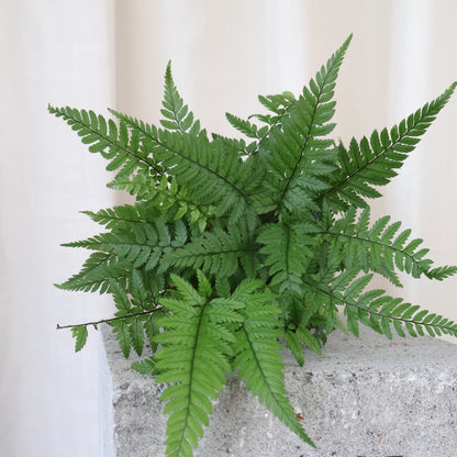 Polystichum Tsussimense Korean Rock Fern 100mm