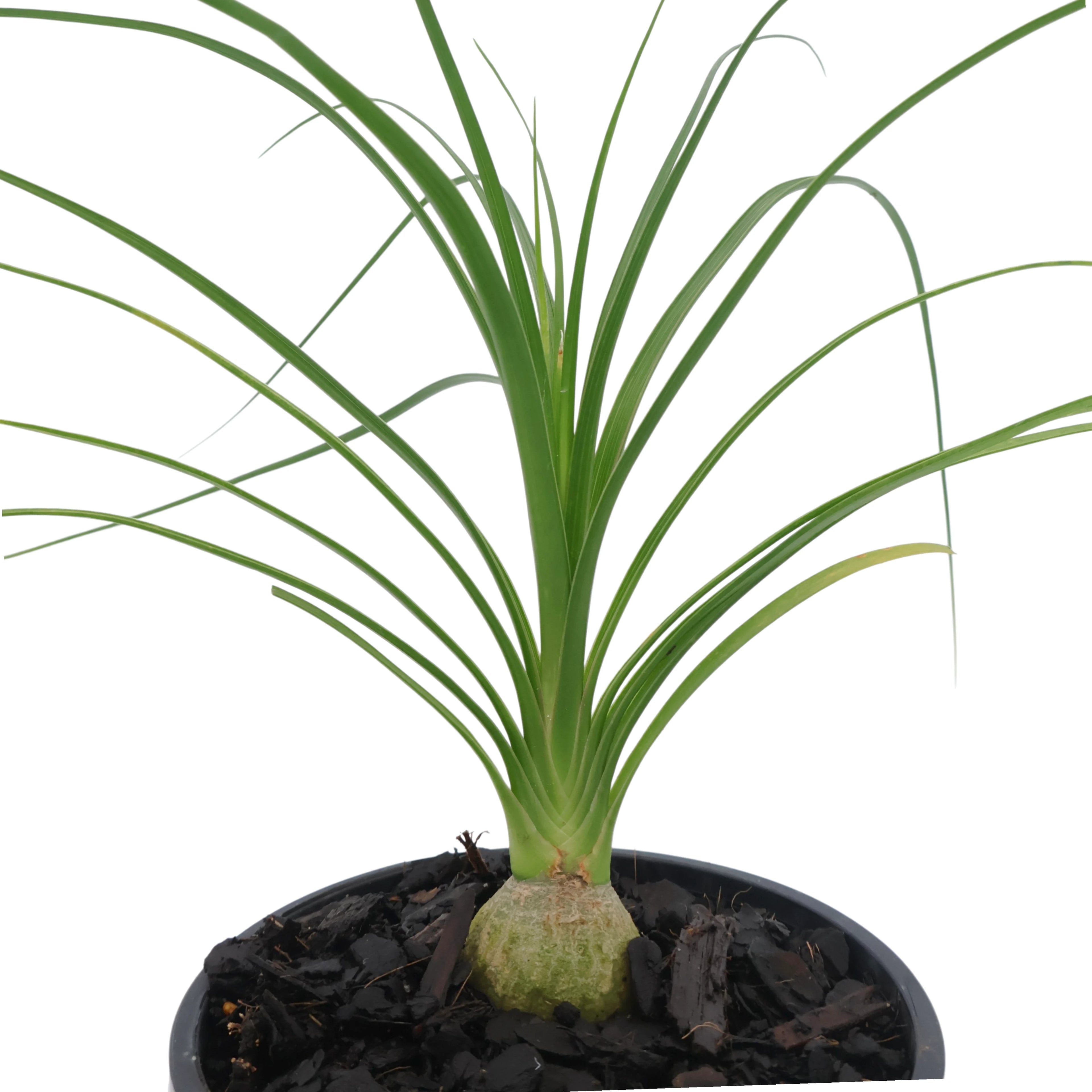 Beaucarnea Recurvata - Ponytail palm 100mm