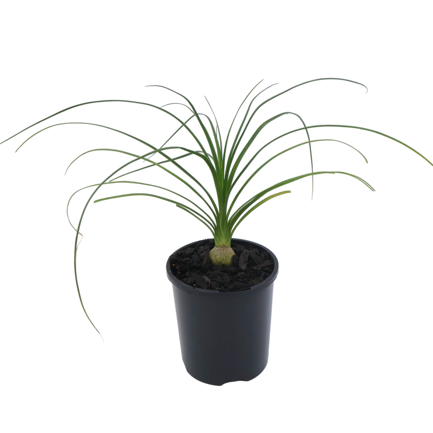 Beaucarnea Recurvata - Ponytail palm 100mm