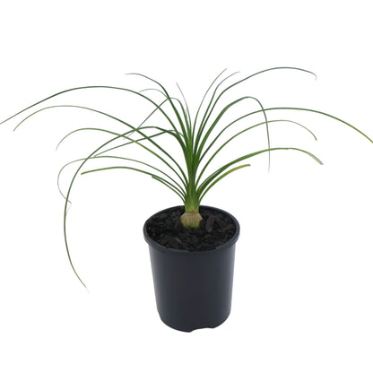 Beaucarnea Recurvata - Ponytail palm 100mm