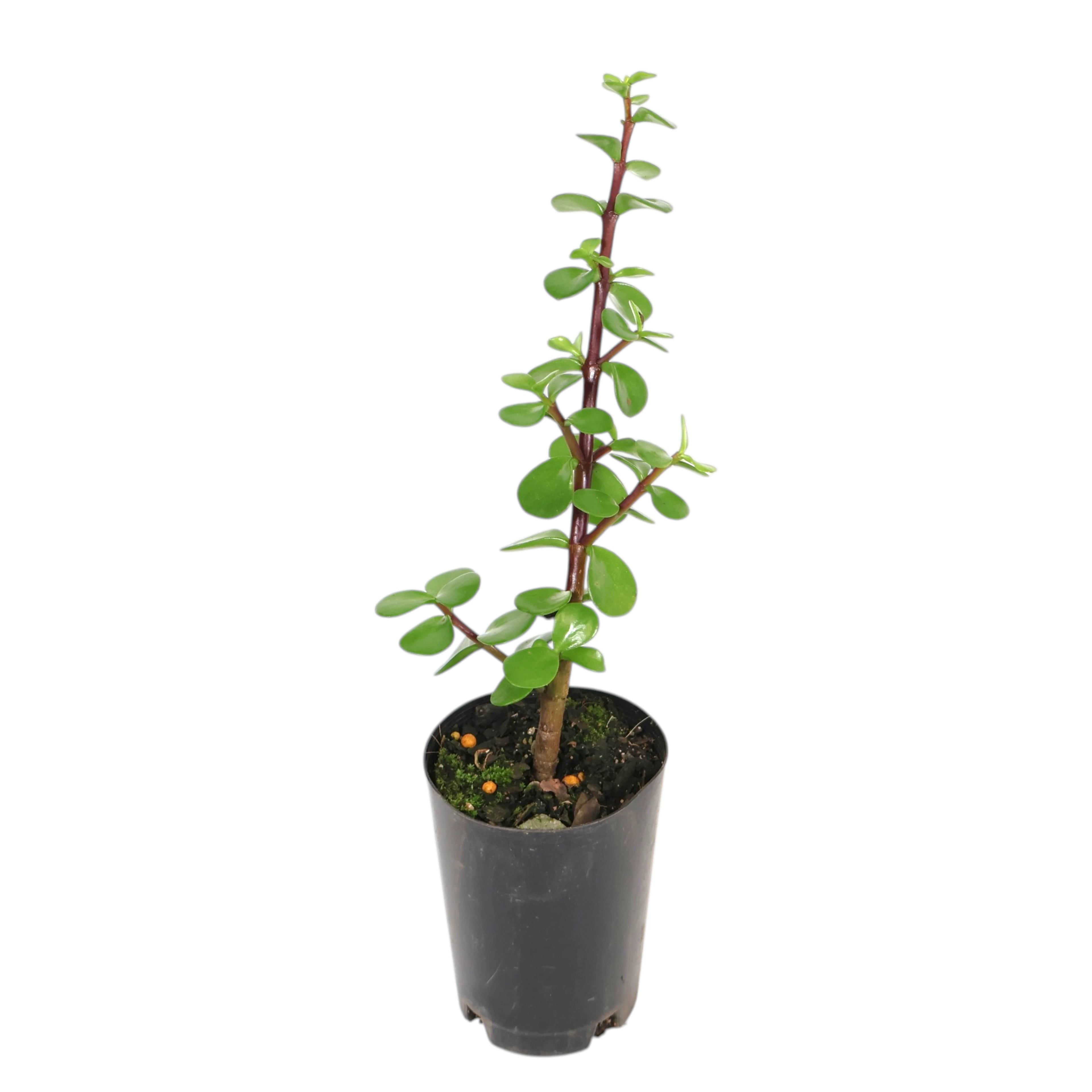Portulacaria Afra - Jade Plant 70mm