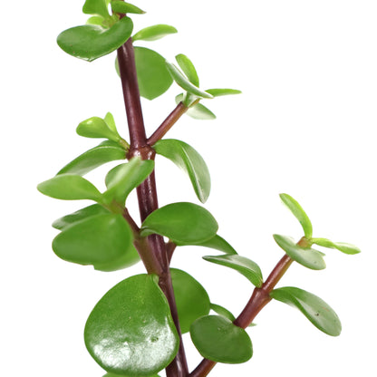 Portulacaria Afra - Jade Plant 70mm