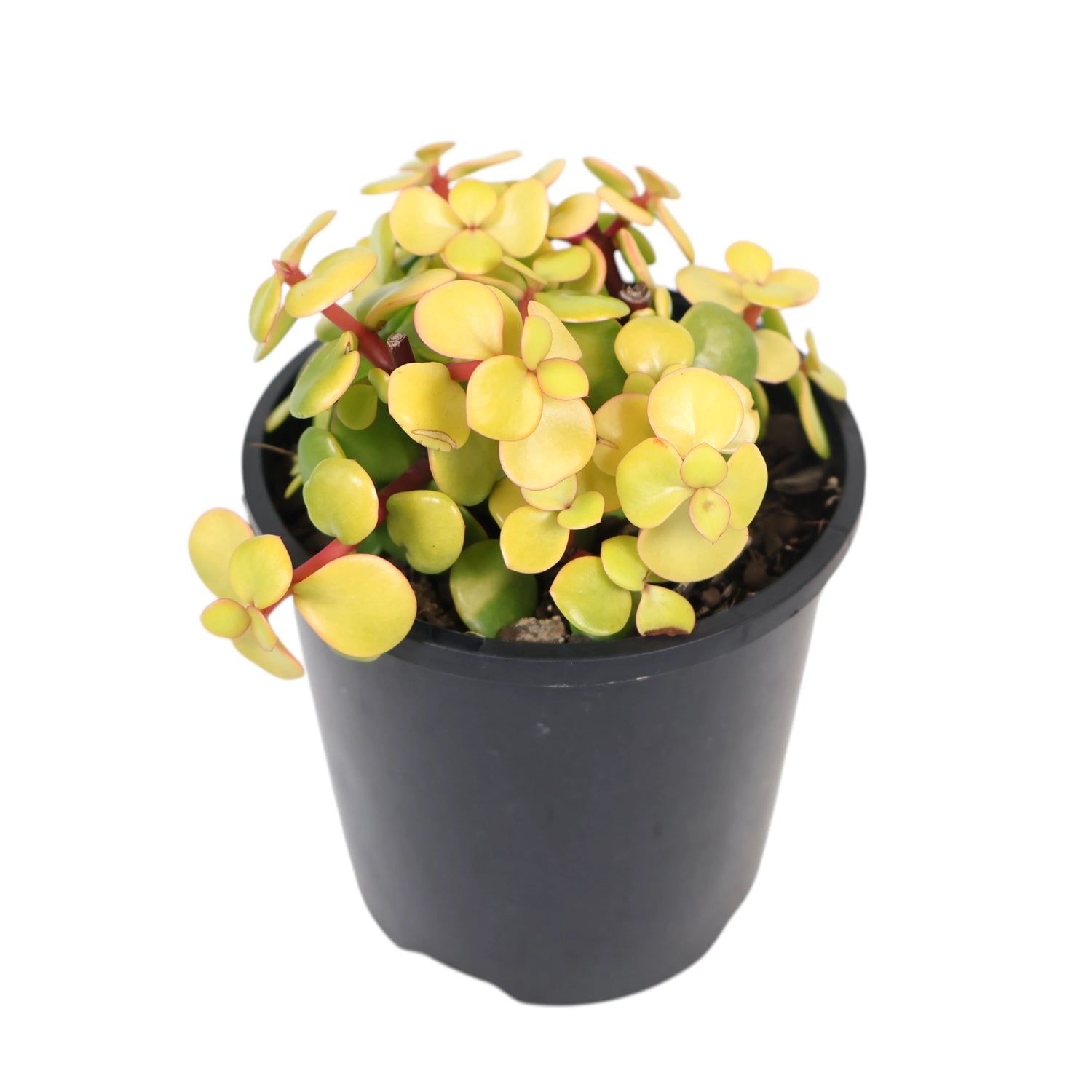 Portulacaria afra Aurea - Gold Leaf 100mm