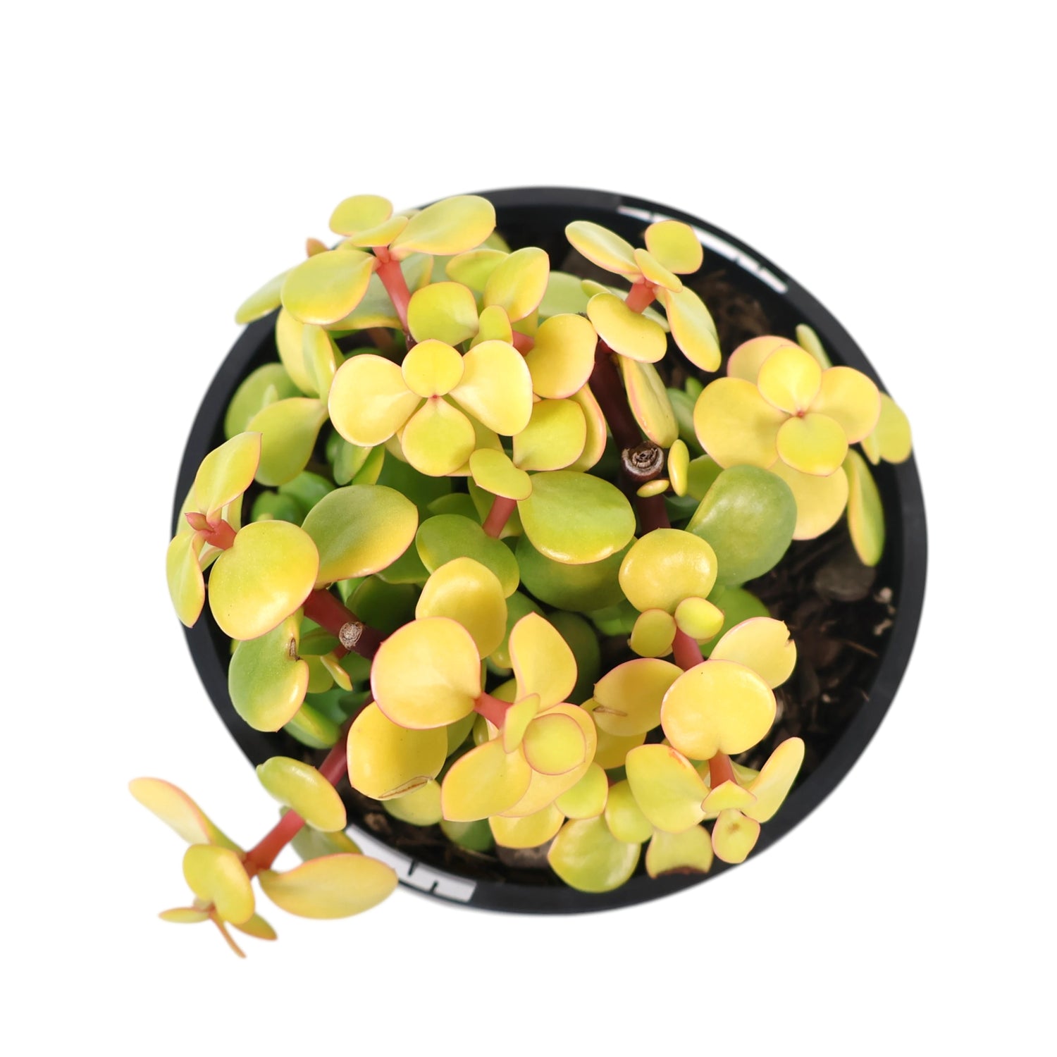Portulacaria afra Aurea - Gold Leaf 100mm