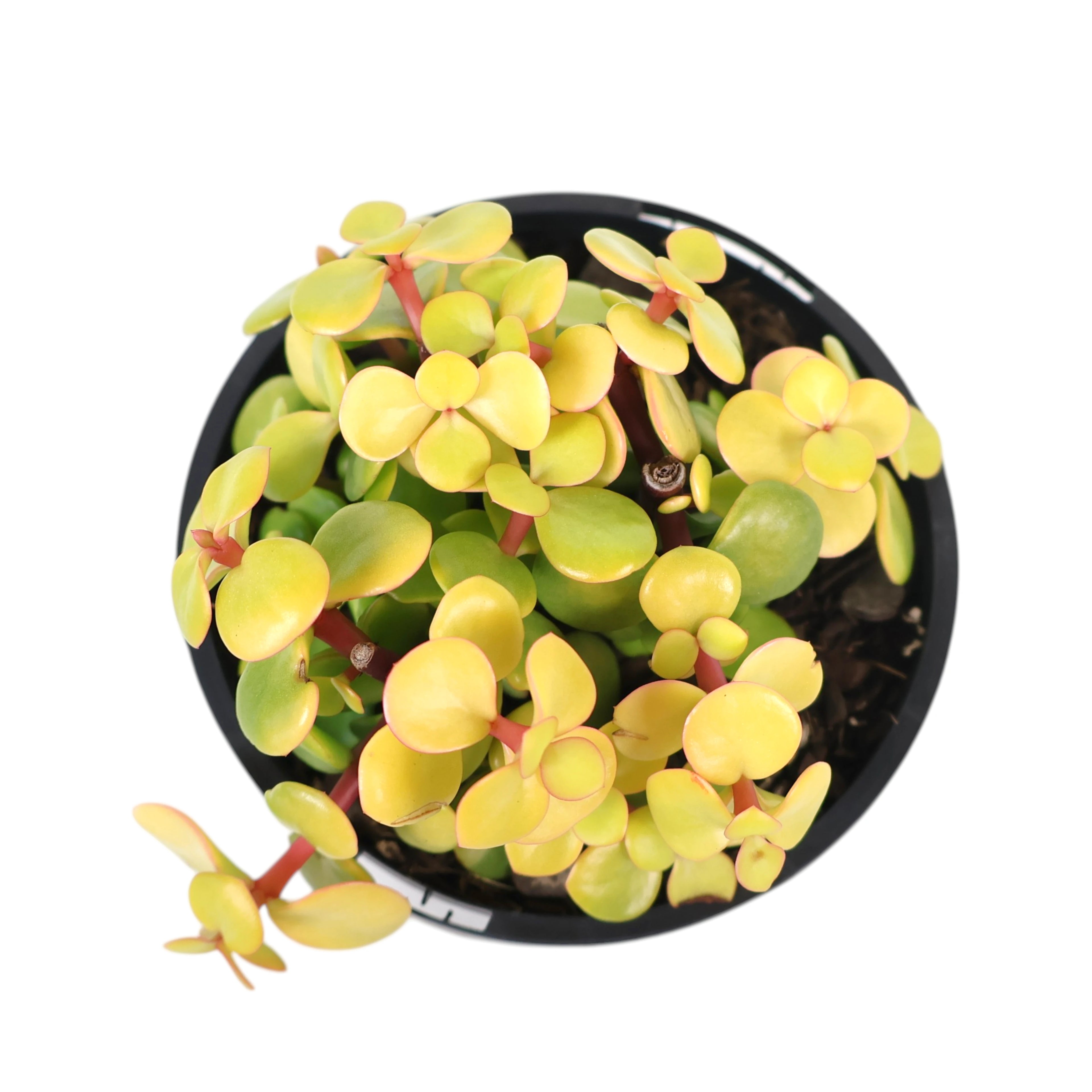 Portulacaria afra Aurea - Gold Leaf 100mm