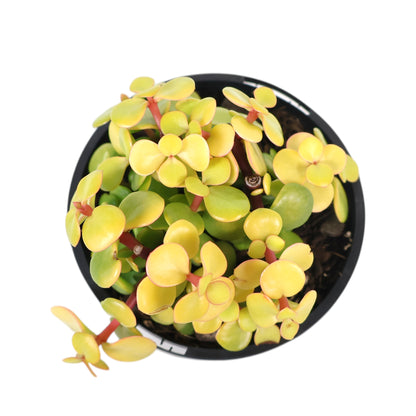 Portulacaria afra Aurea - Gold Leaf 100mm