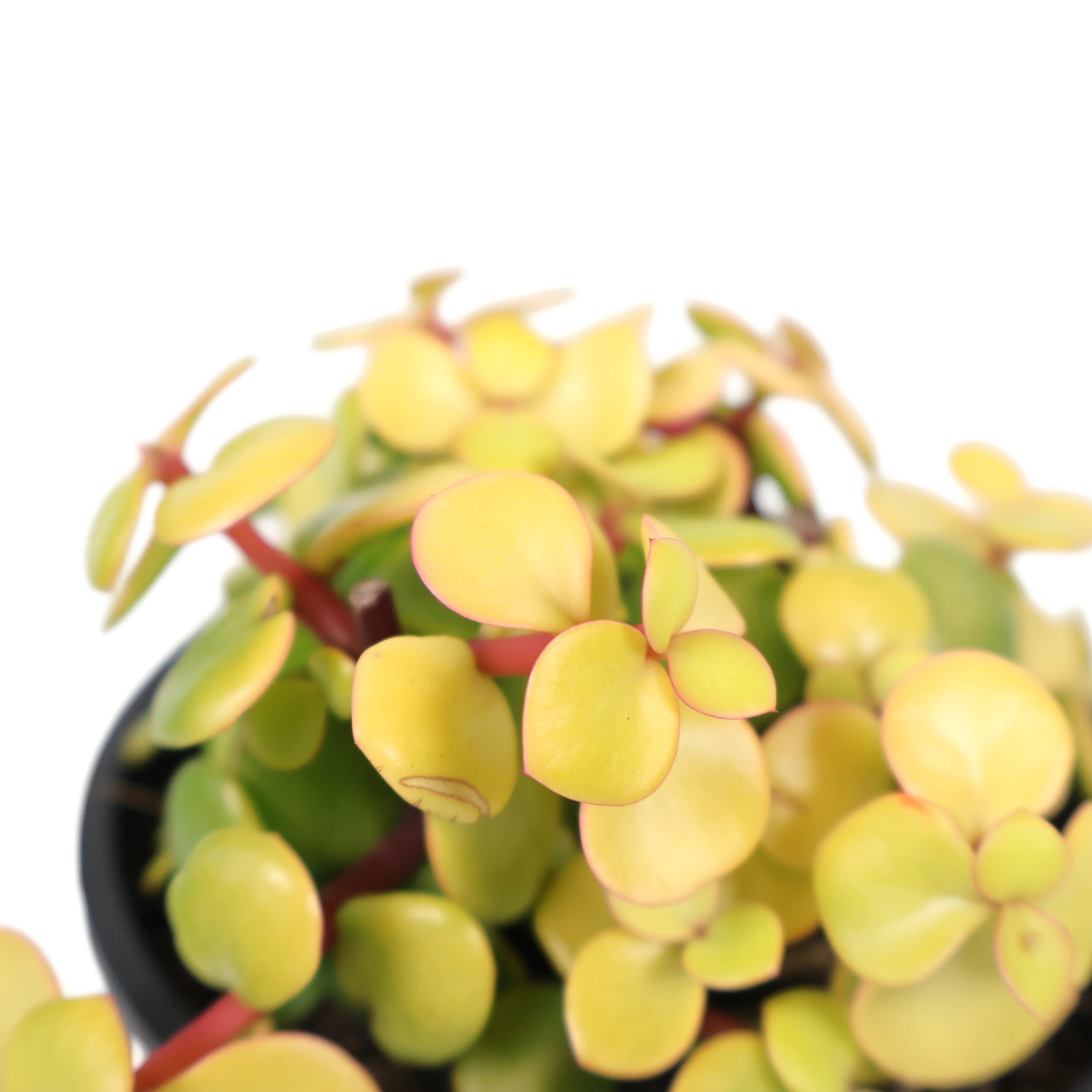 Portulacaria afra Aurea - Gold Leaf 100mm