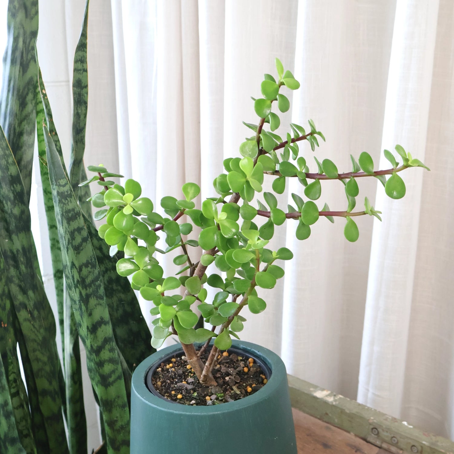 Portulacaria Afra - Jade Plant 70mm