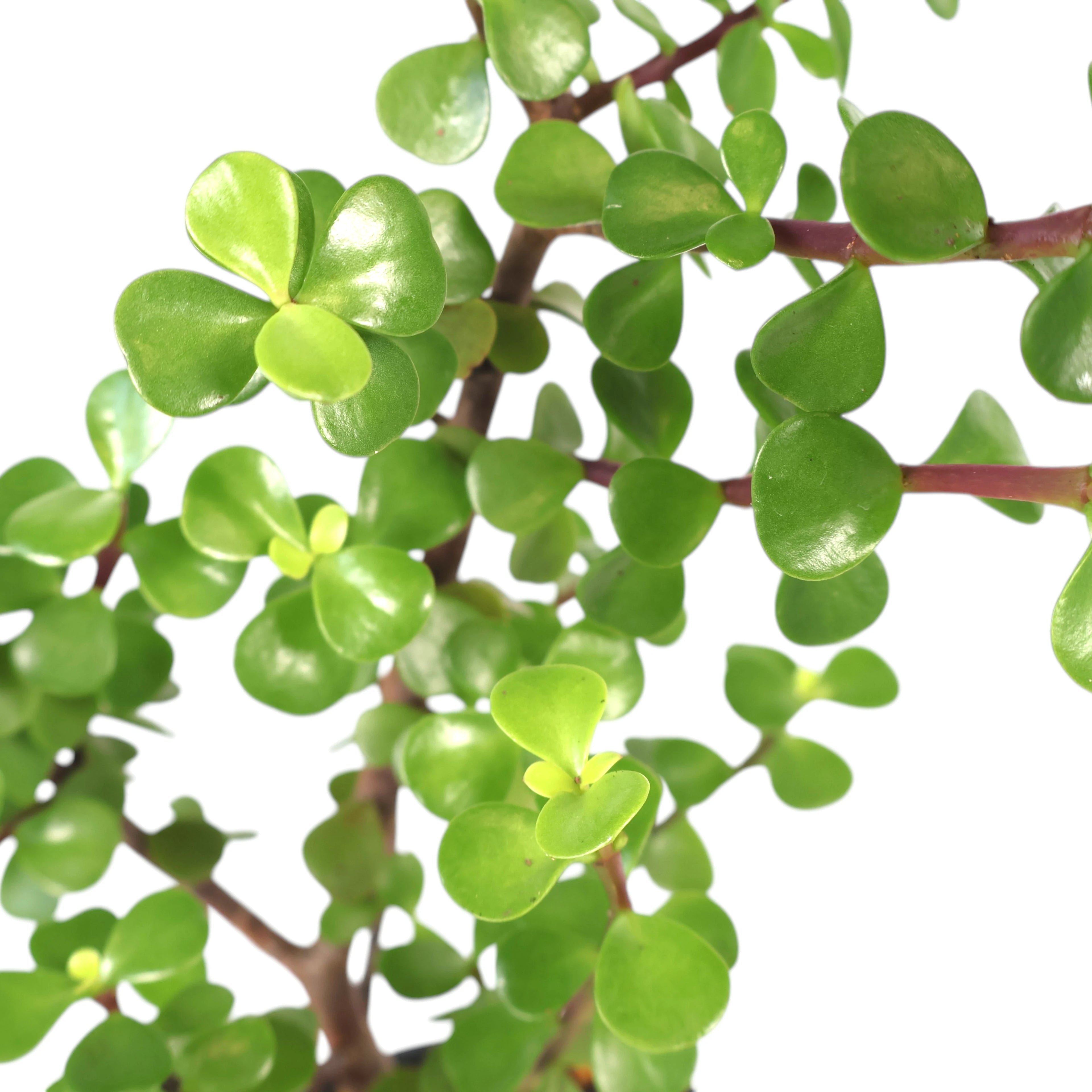 Portulacaria Afra - Jade Plant 70mm