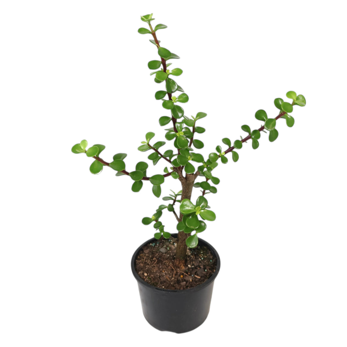 Portulacaria Afra - Jade Plant 120mm