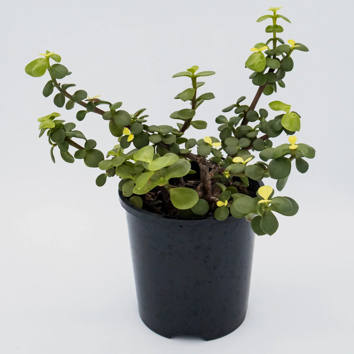 Portulacaria afra Compacta 100mm