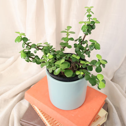 Portulacaria afra Compacta 100mm