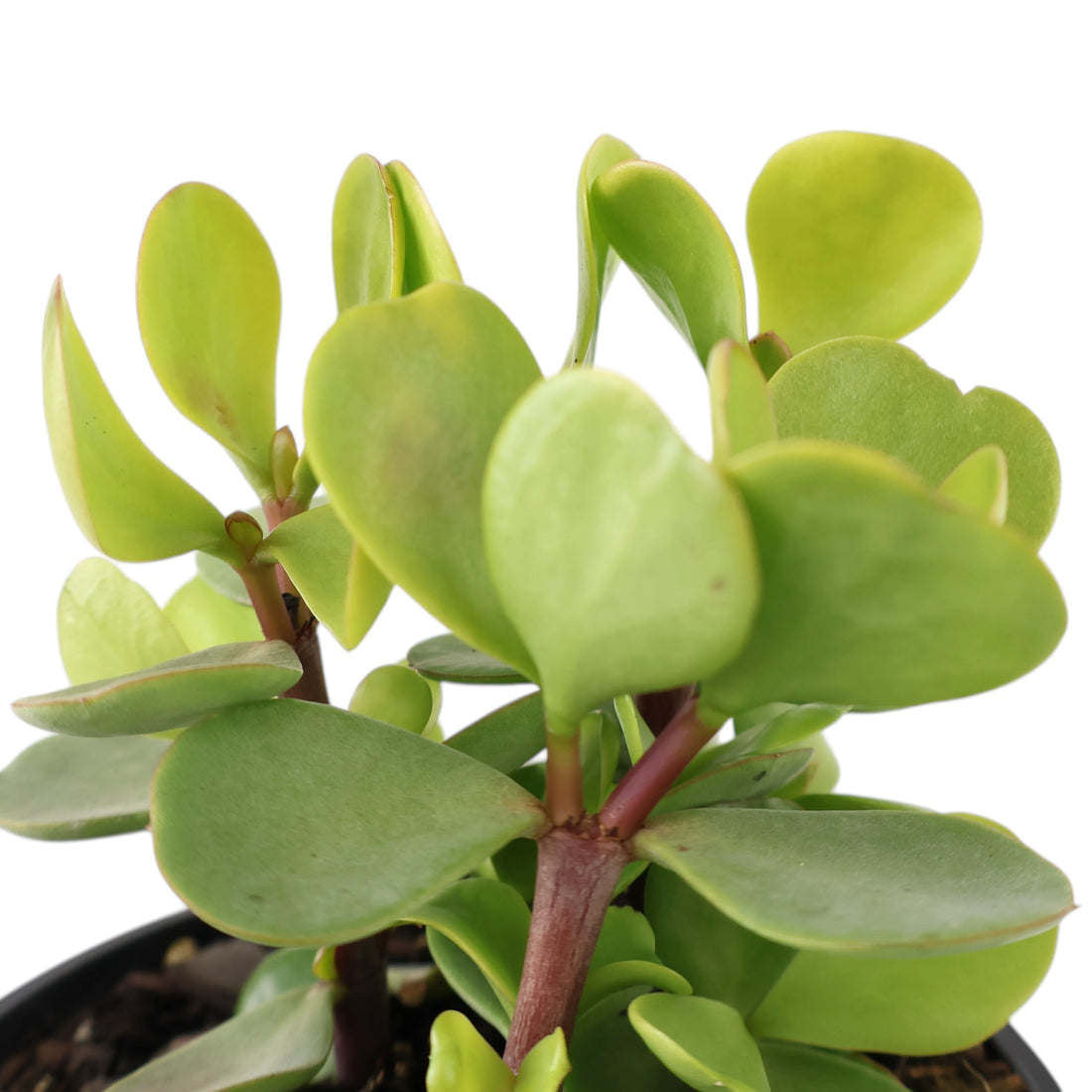Portulacaria afra Macrophylla - Large leaf 100mm