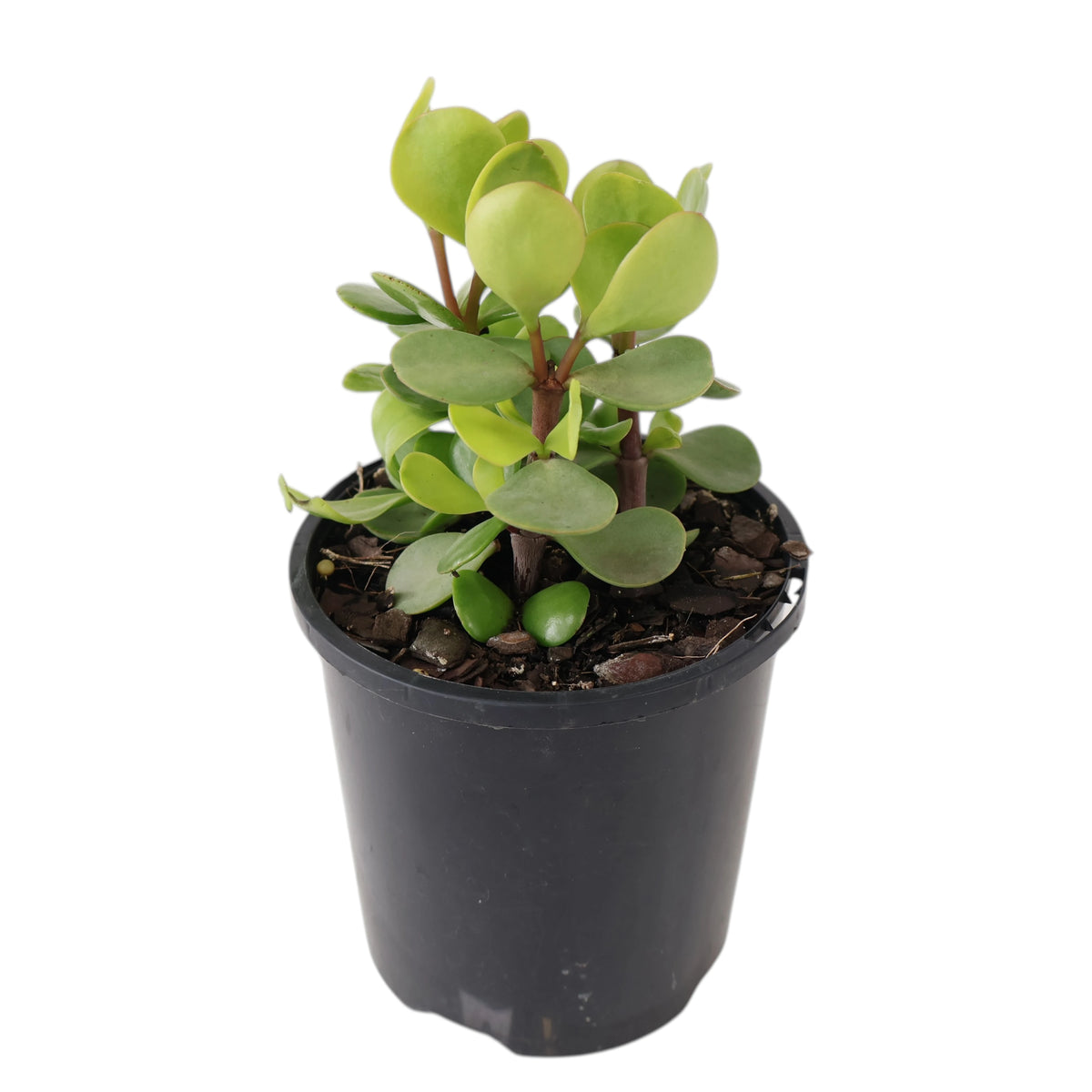 Portulacaria afra Macrophylla - Large leaf 100mm