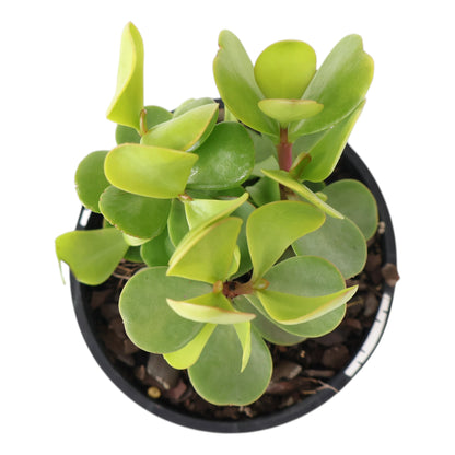 Portulacaria afra Macrophylla - Large leaf 100mm