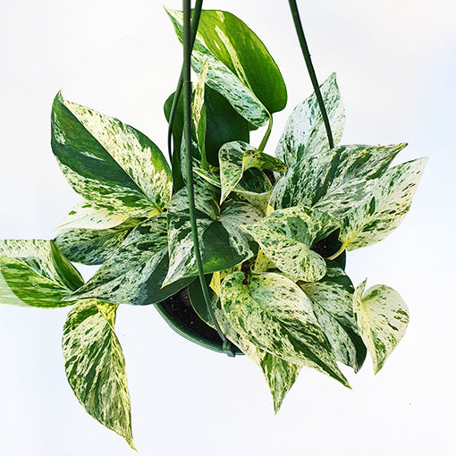 Pothos Marble Queen 170mm HB