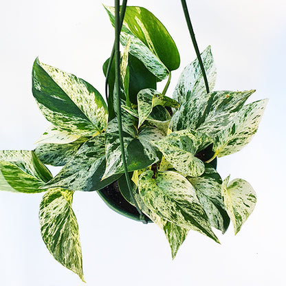 Pothos Marble Queen 170mm HB
