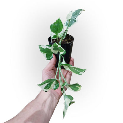 Pothos Snow Queen Epipremnum Aureum 70mm