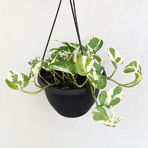 Epipremnum aureum - Pothos Snow Queen 170mm HB