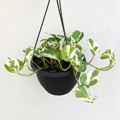 Epipremnum aureum - Pothos Snow Queen 170mm HB
