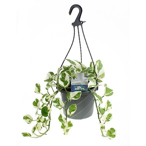 Epipremnum aureum - Pothos Snow Queen 170mm HB