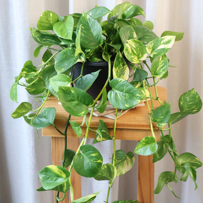 Pothos Devil&