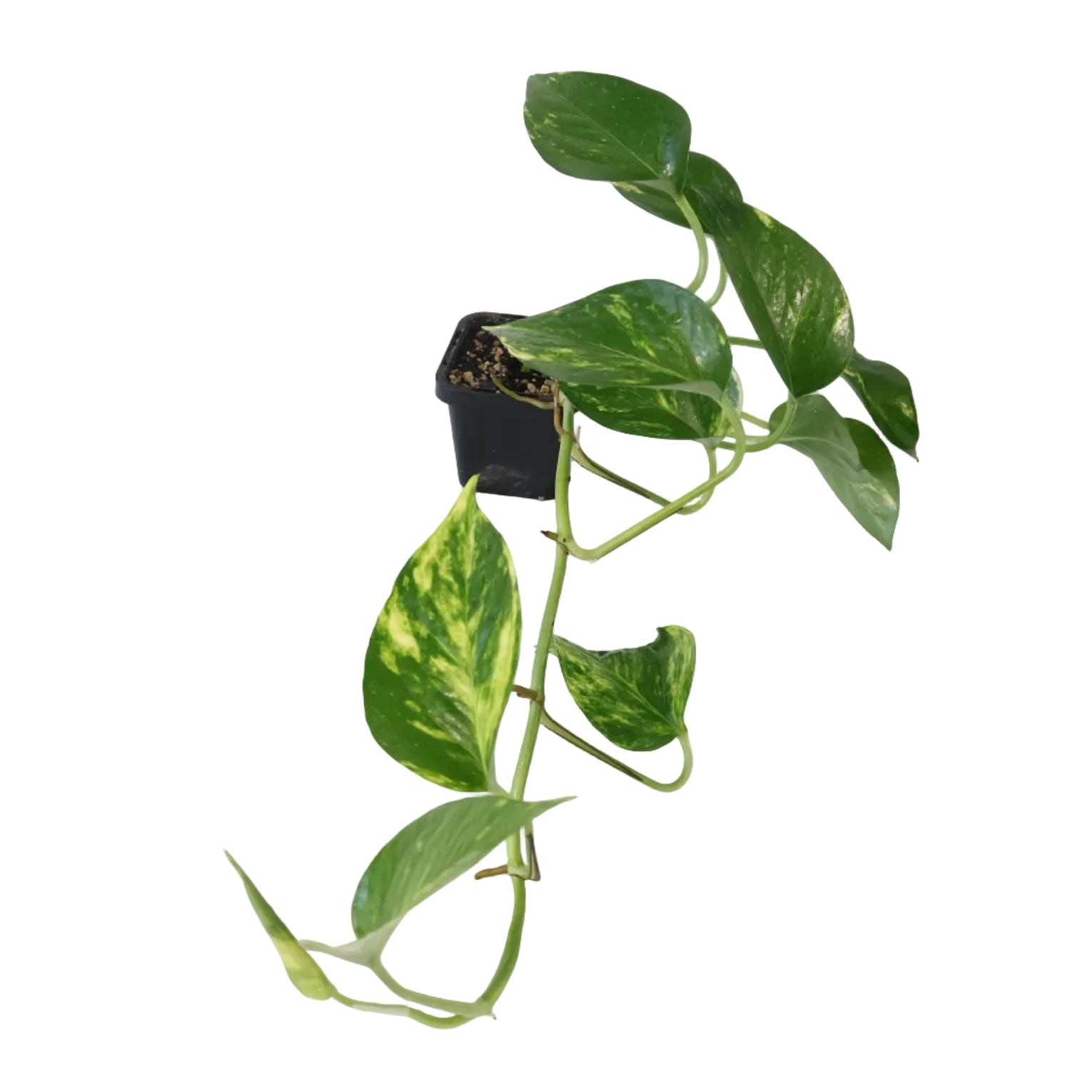 Pothos Devil&