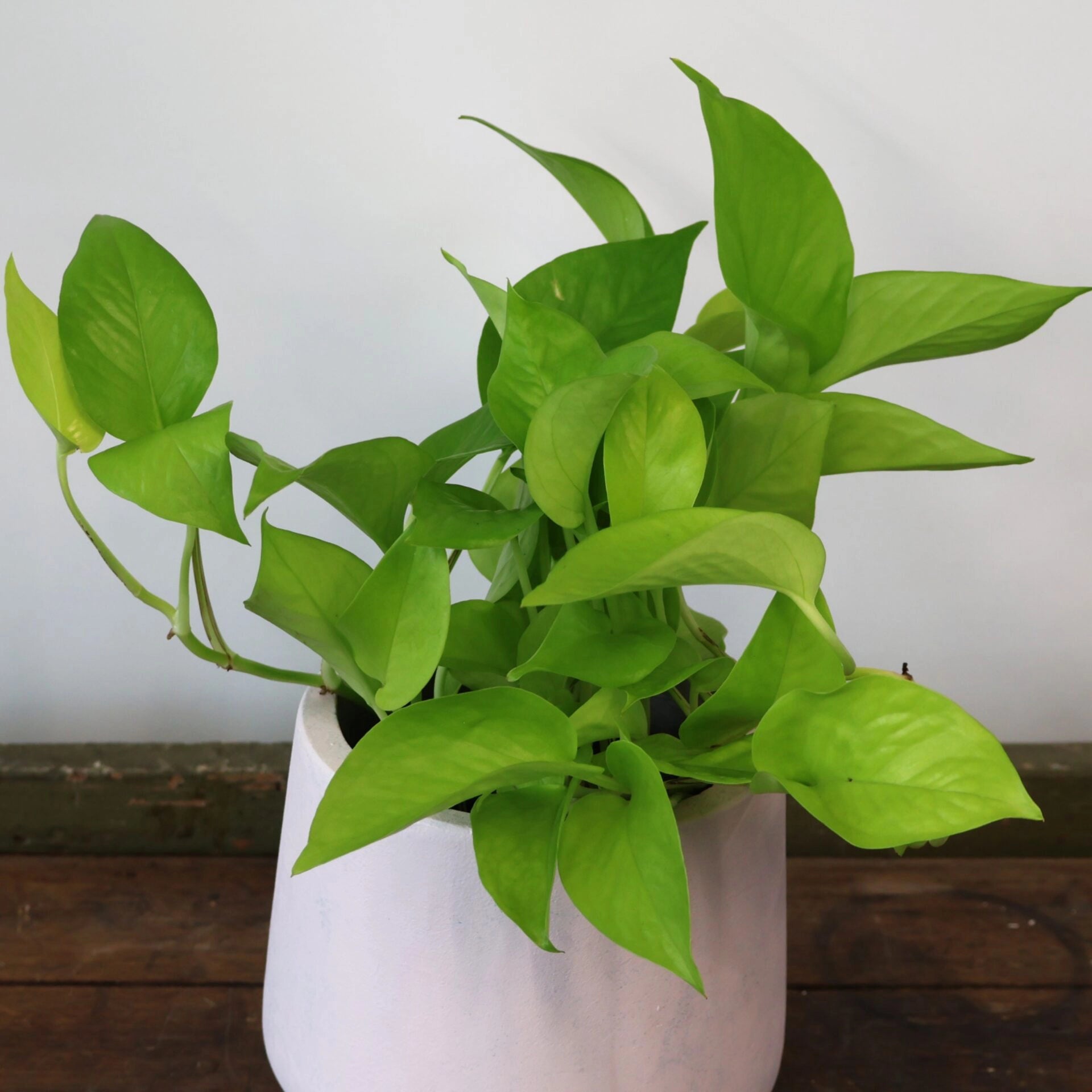 Pothos Goldilocks - Epipremnum Aureum 170mm HB