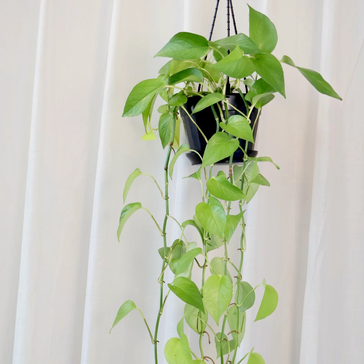 Pothos Goldilocks - Epipremnum aureum 120mm