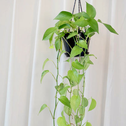 Pothos Goldilocks - Epipremnum aureum 120mm