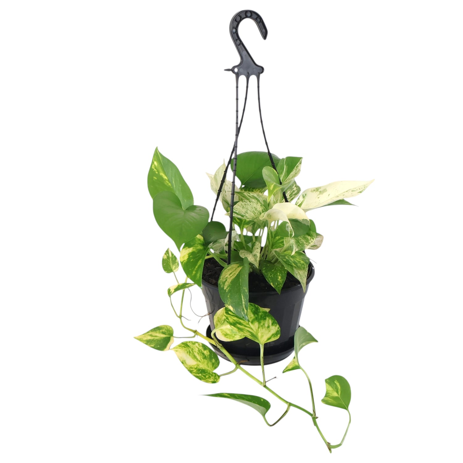 Pothos Marble Queen 170mm HB