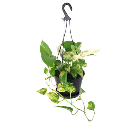 Pothos Marble Queen 170mm HB