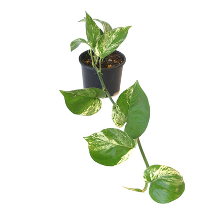 Pothos Marble Queen Epipremnum Aureum 120mm