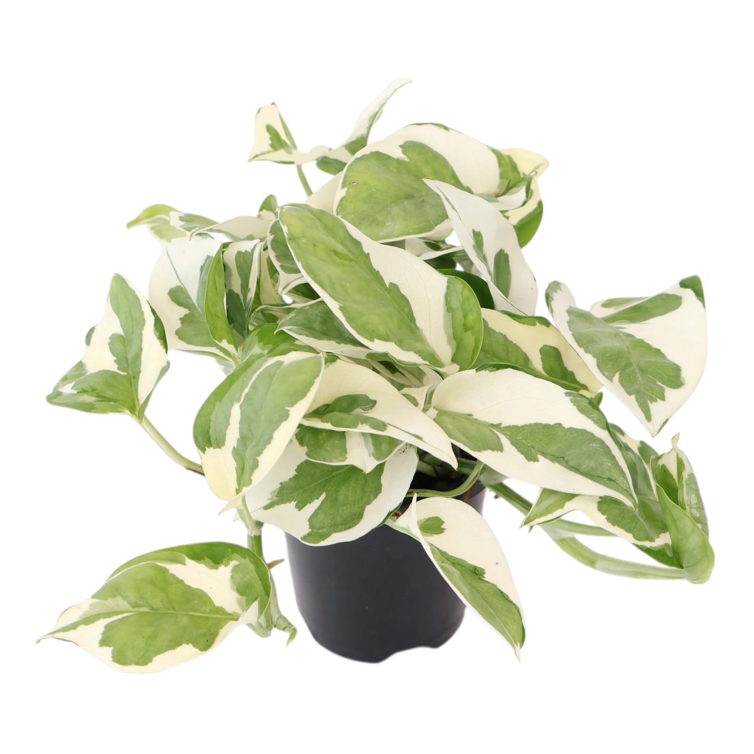 Epipremnum Njoy pothos 90mm