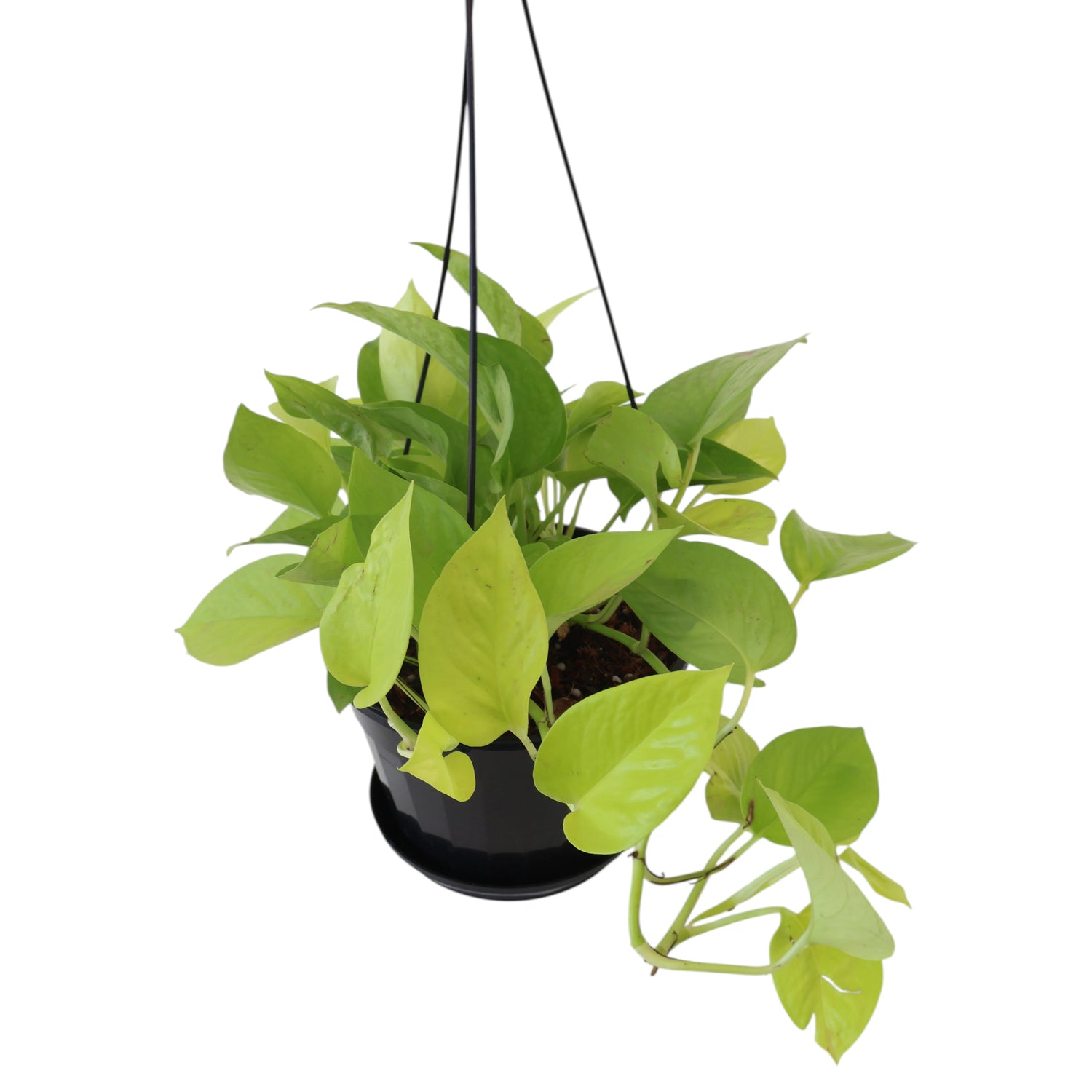 Epipremnum Aureum - Pothos Goldilocks 170mm HB