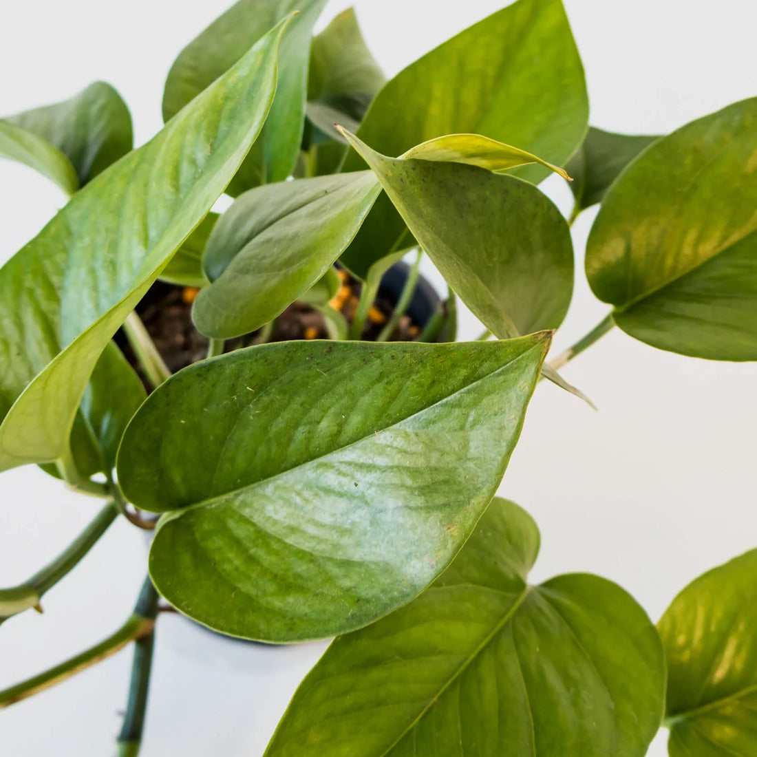 Pothos Jade - Epipremnum Aureum Jade 120mm