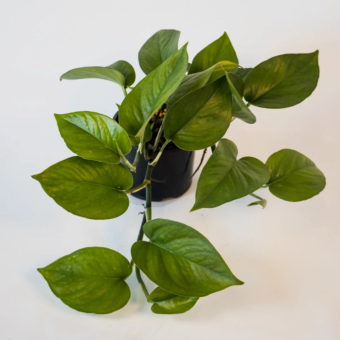 Pothos Jade - Epipremnum Aureum Jade 120mm