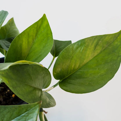 Pothos Jade - Epipremnum Aureum Jade 120mm