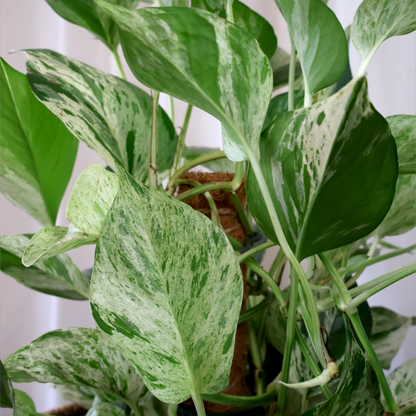 Pothos Marble Queen 170mm HB