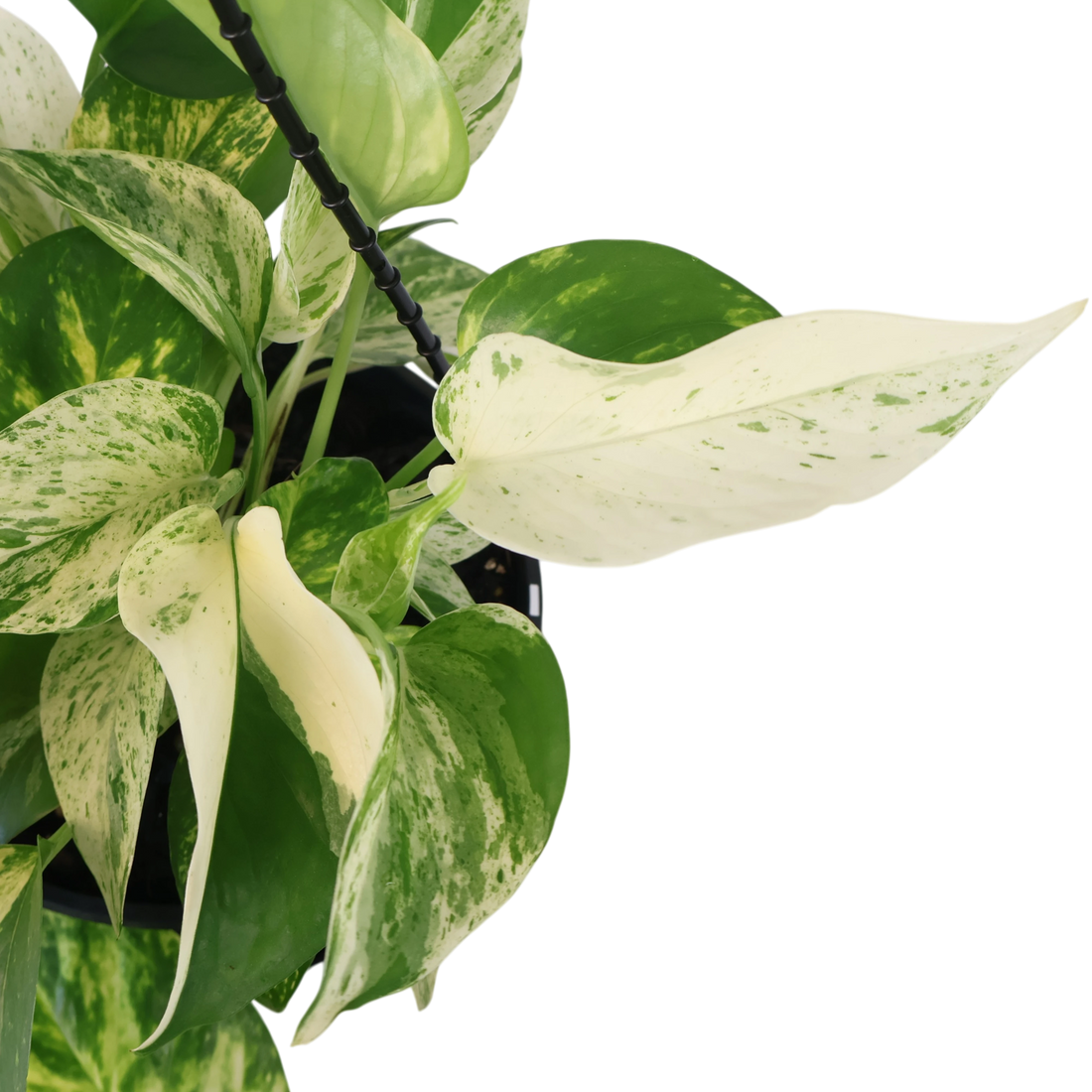Pothos Marble Queen 170mm HB