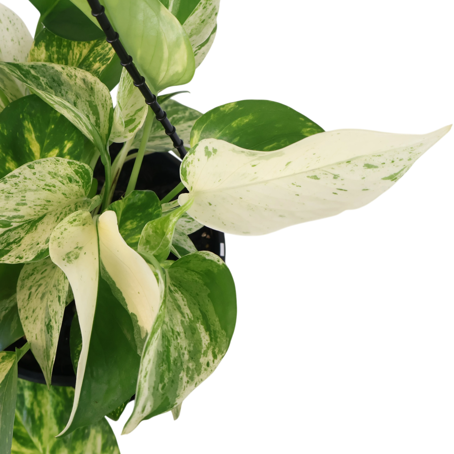 Pothos Marble Queen 170mm HB