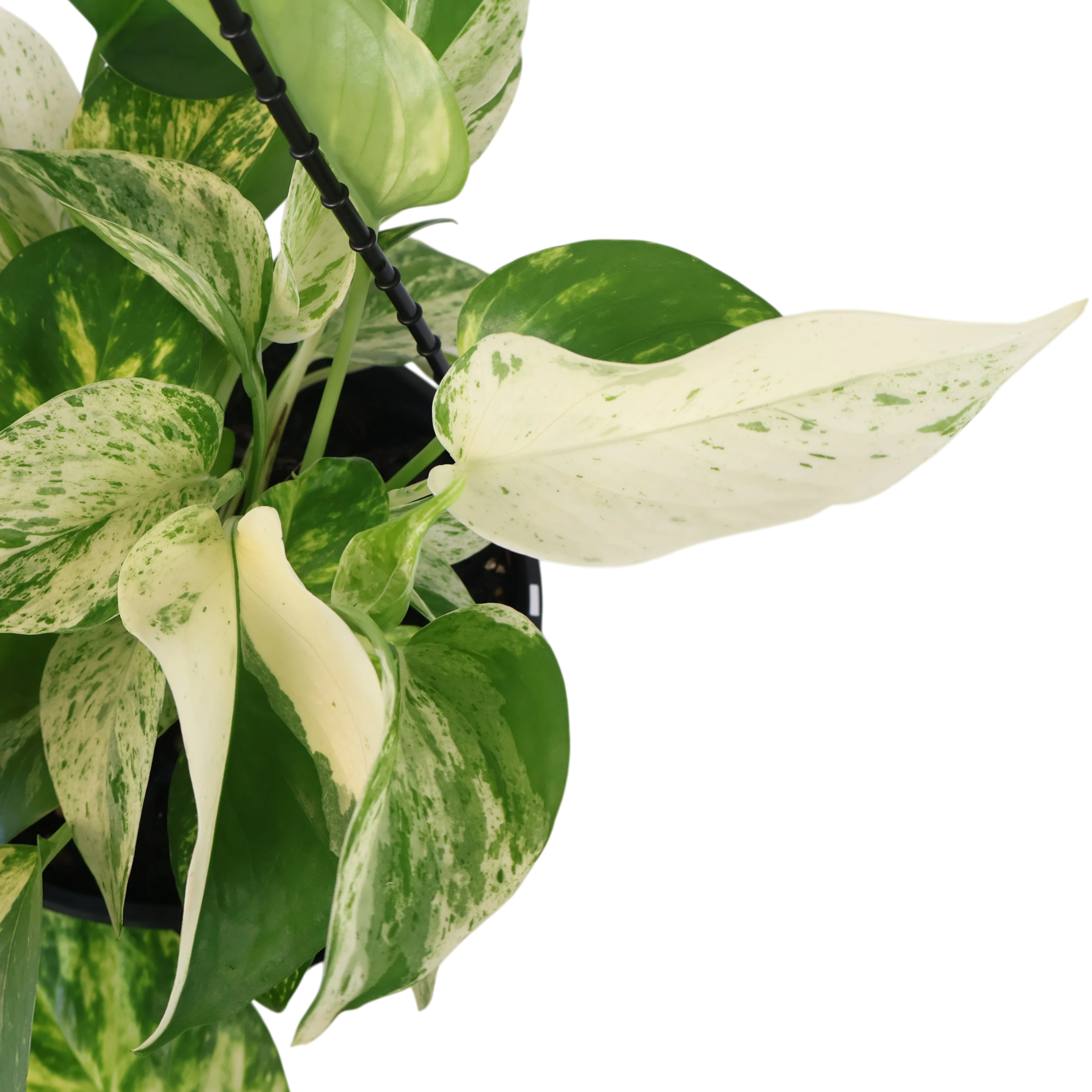 Pothos Marble Queen 170mm HB
