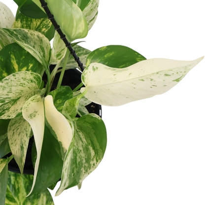 Pothos Marble Queen 170mm HB