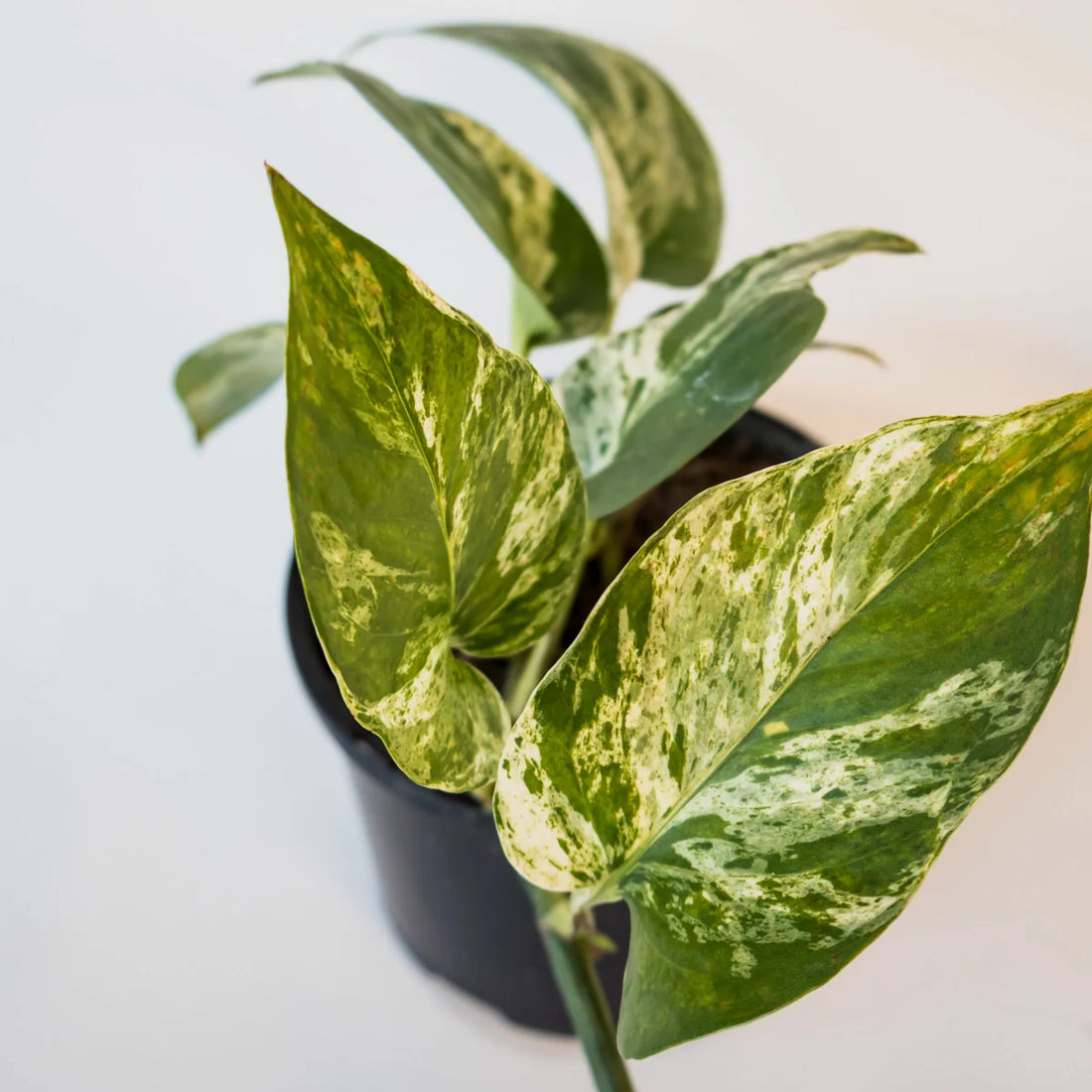 Pothos Marble Queen – Epipremnum Aureum 120mm
