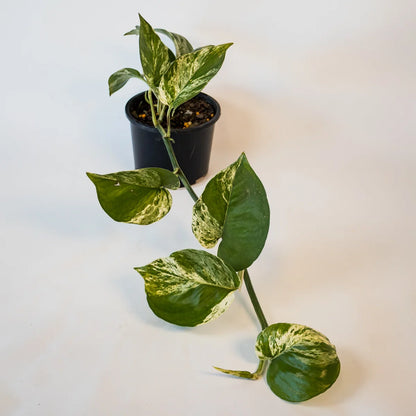 Pothos Marble Queen – Epipremnum Aureum 120mm