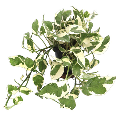 Epipremnum Njoy pothos 90mm