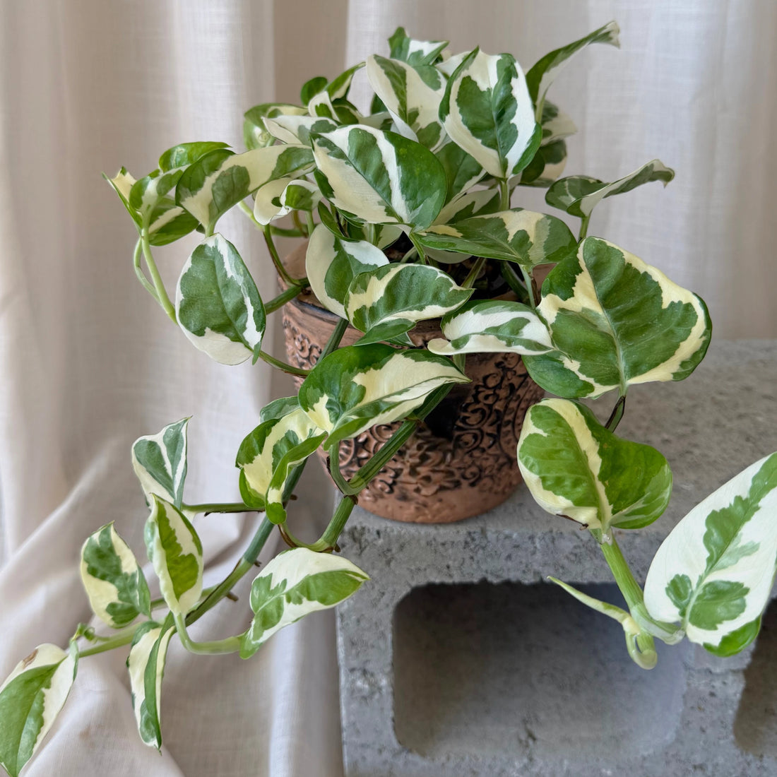Epipremnum Njoy pothos 90mm