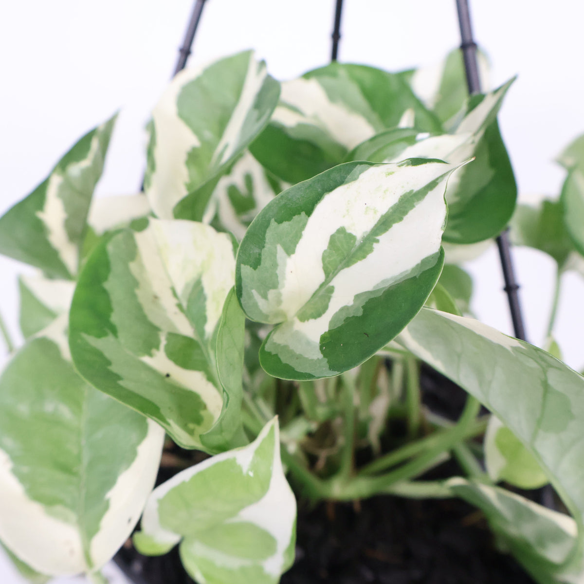 Epipremnum aureum Pearls and Jade 170mm HB